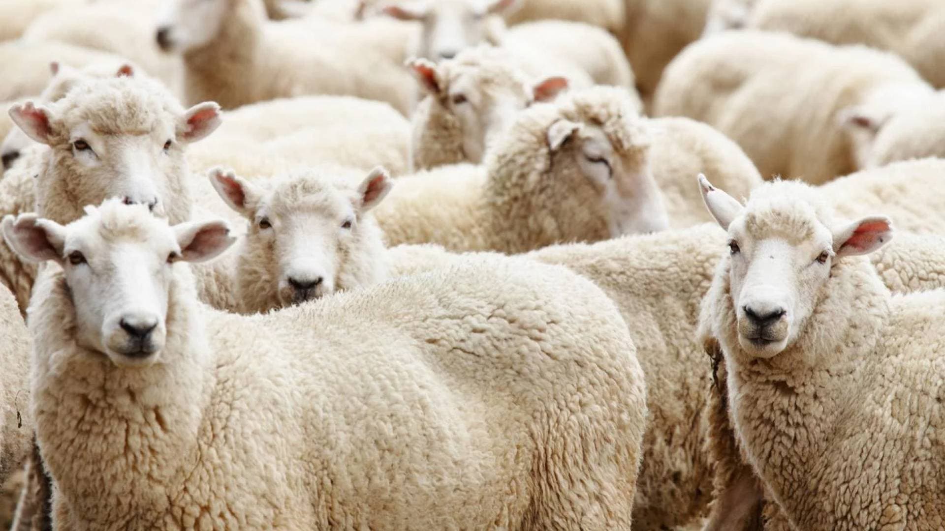 لمواجهة ارتفاع أسعار اللحوم البلدية.. الزراعة تفتح باب استيراد الأغنام وتستأنف التصدير للخليج