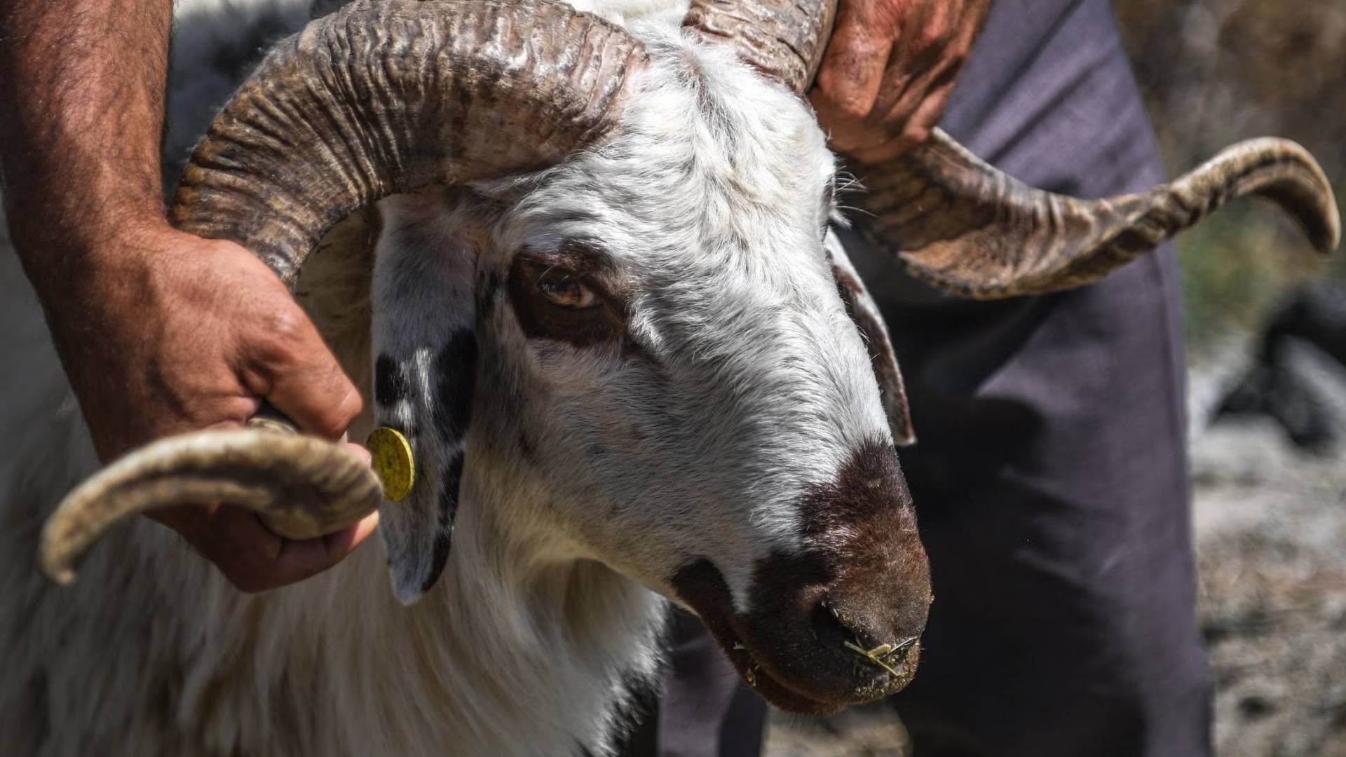 ما هي الشروط الشرعية للأضحية؟
