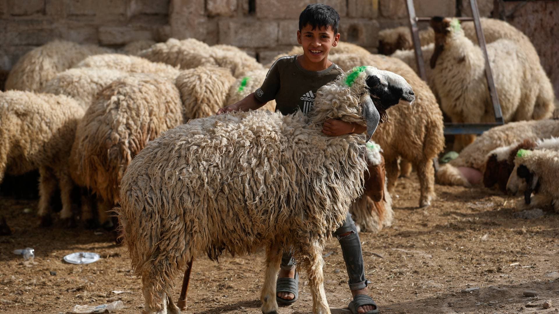 "الأضحية" هل يجوز أن يؤديها فرد عن الأسرة؟ الإفتاء تجيب