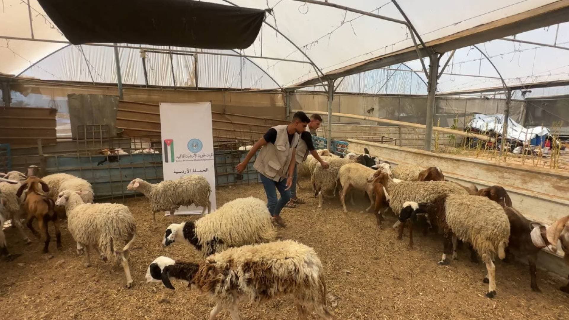 الأردن ينفذ مشروعا للأضاحي في غزة ويوزع اللحوم على الأسر المنكوبة - فيديو