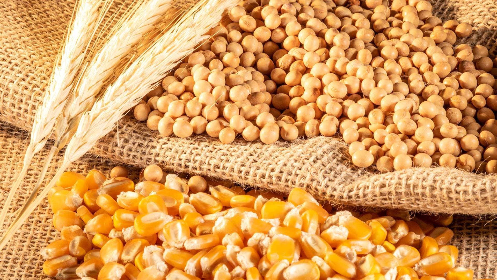 تراجع أسعار السلع الزراعية عالميا صباح الإثنين