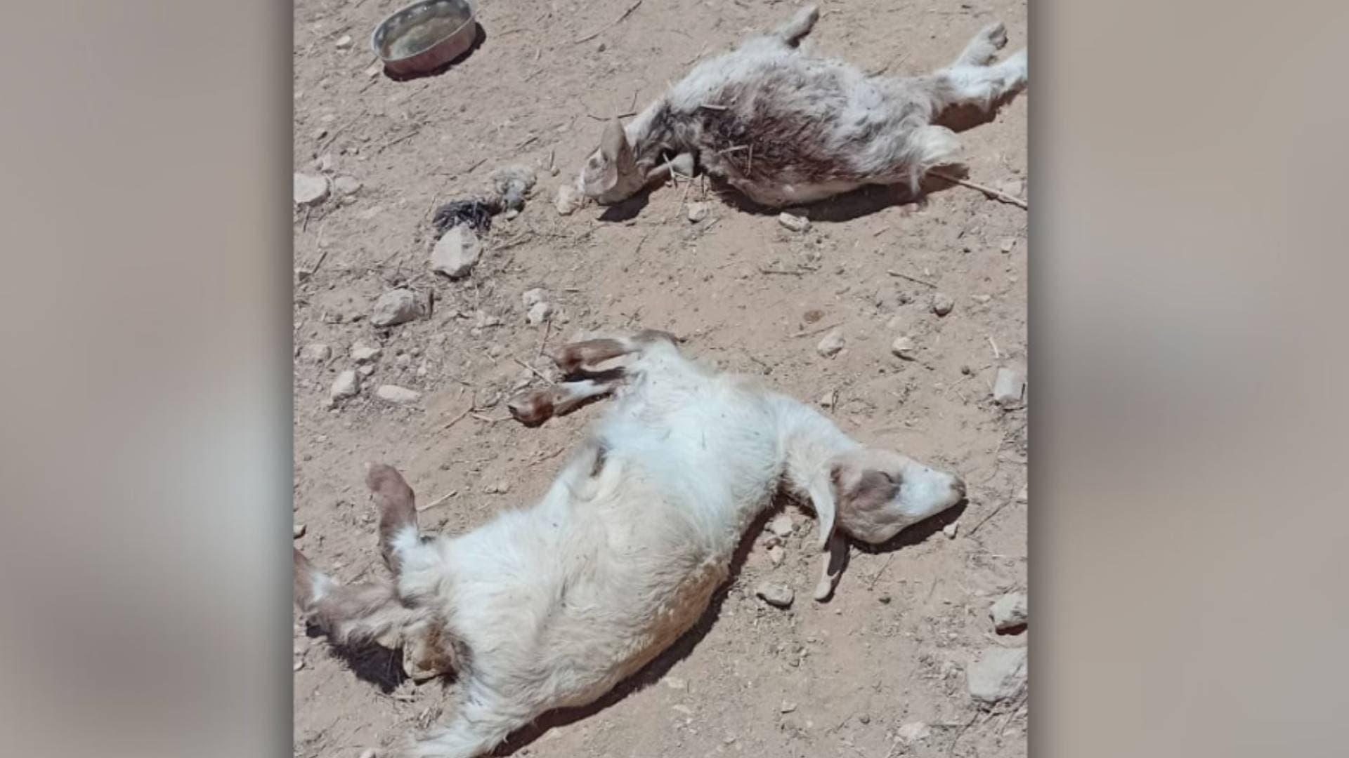 مراسل رؤيا: كلاب تقتل 14 رأسا من الأغنام في وادي موسى خلال أسبوع.. فيديو