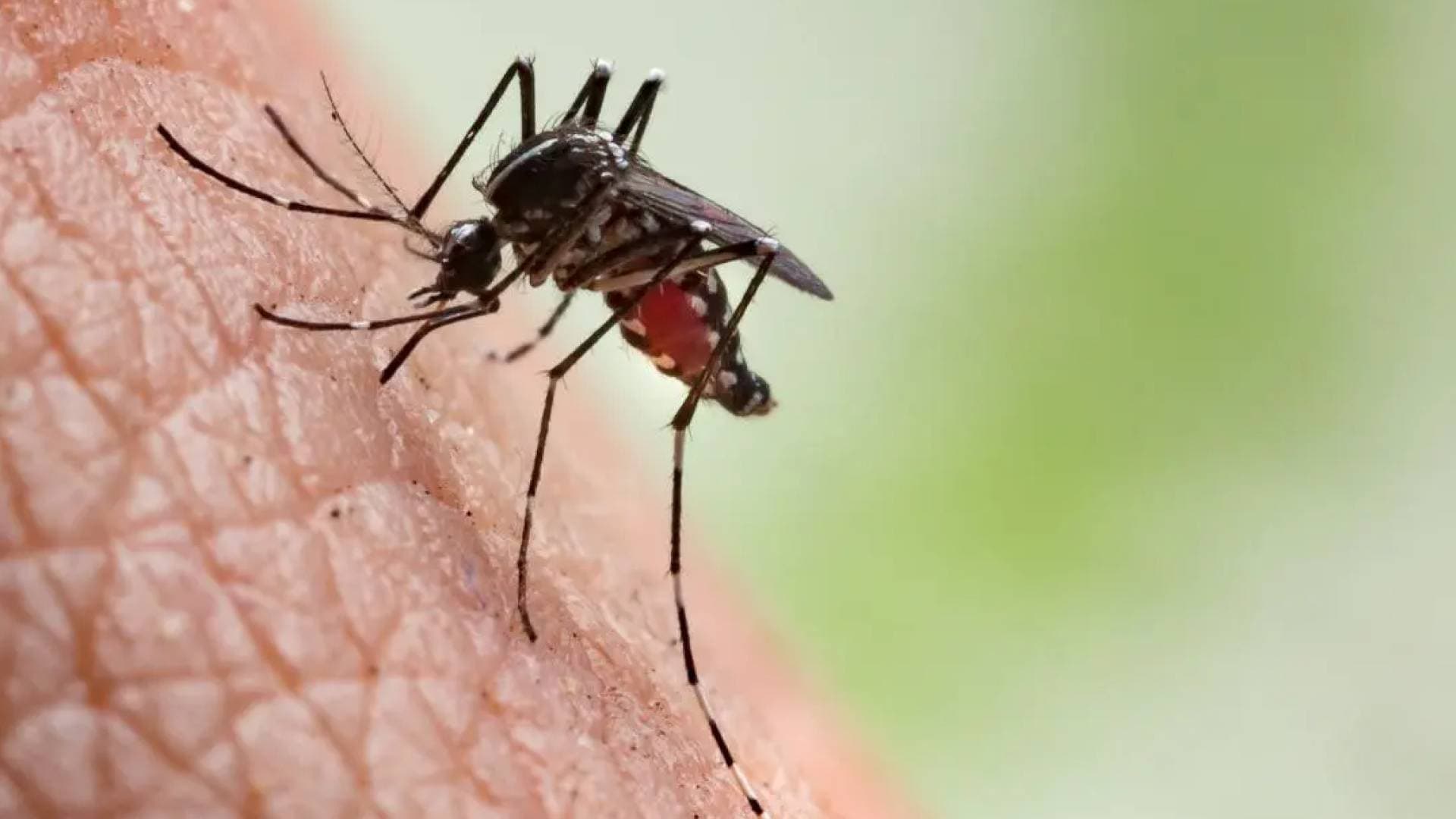 هل تتعرض للدغ أكثر من غيرك؟.. دراسة تكشف من هم الأشخاص الأكثر جاذبية للبعوض