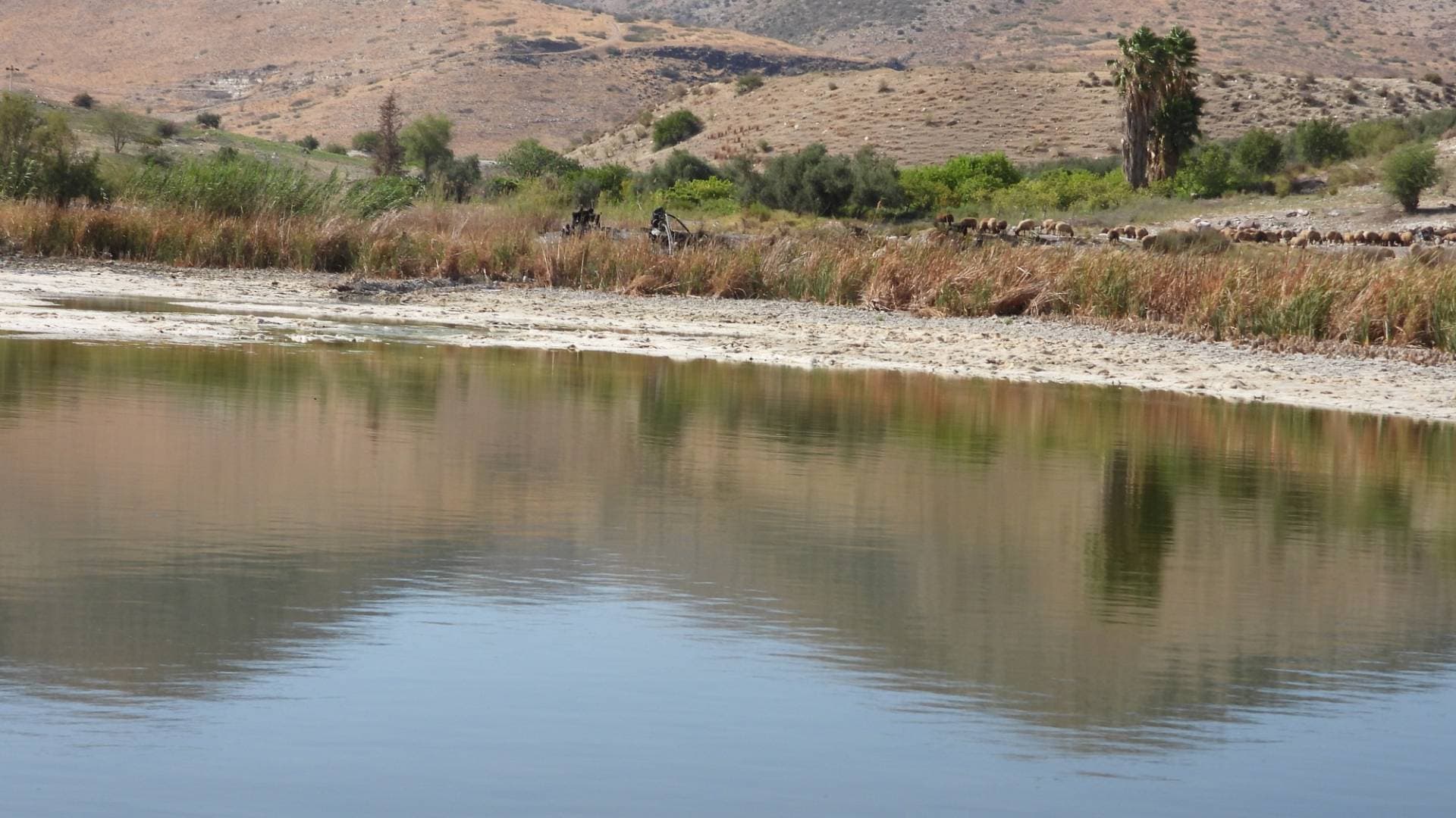 بعد جفافها.. "سلطة وادي الأردن" تعيد الحياة إلى بركة العرايس في الأغوار الشمالية