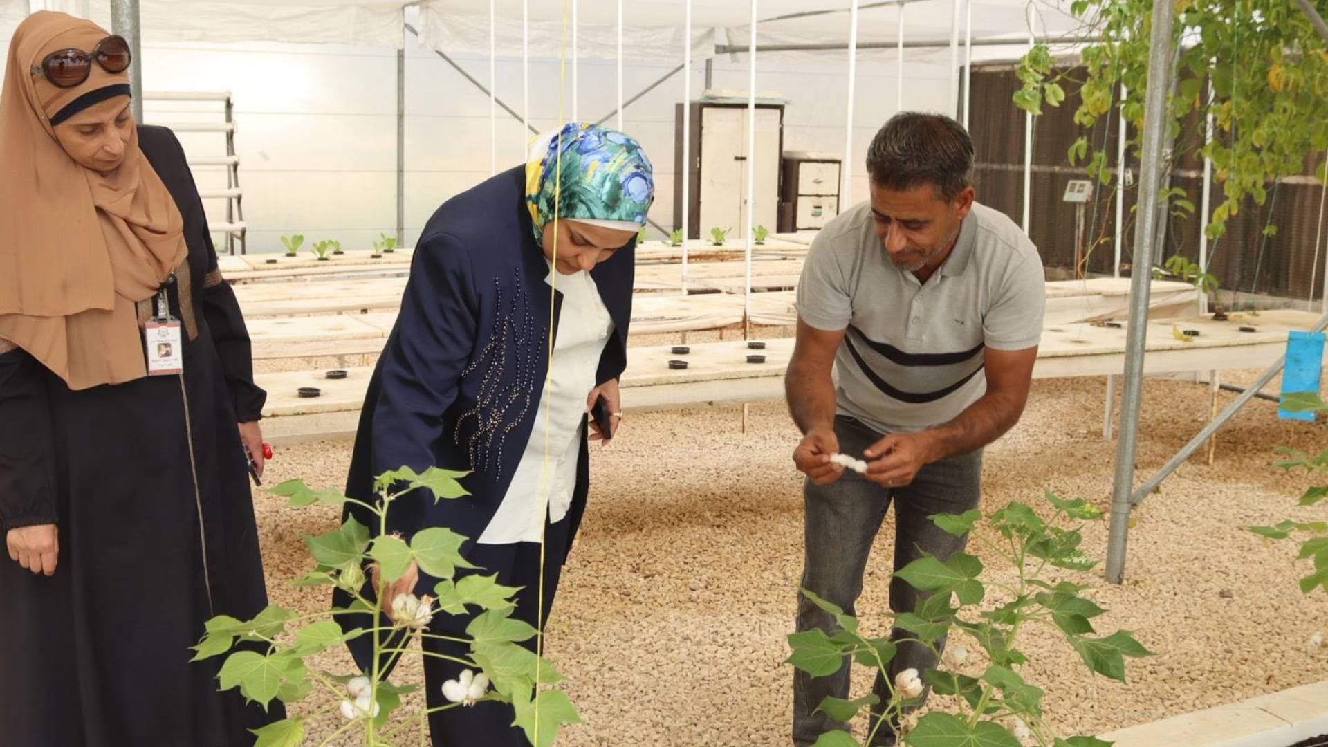 هل يعود "الذهب الأبيض" إلى أراضي جرش؟ اكتشفوا قصة تجربة زراعة القطن المدهشة!