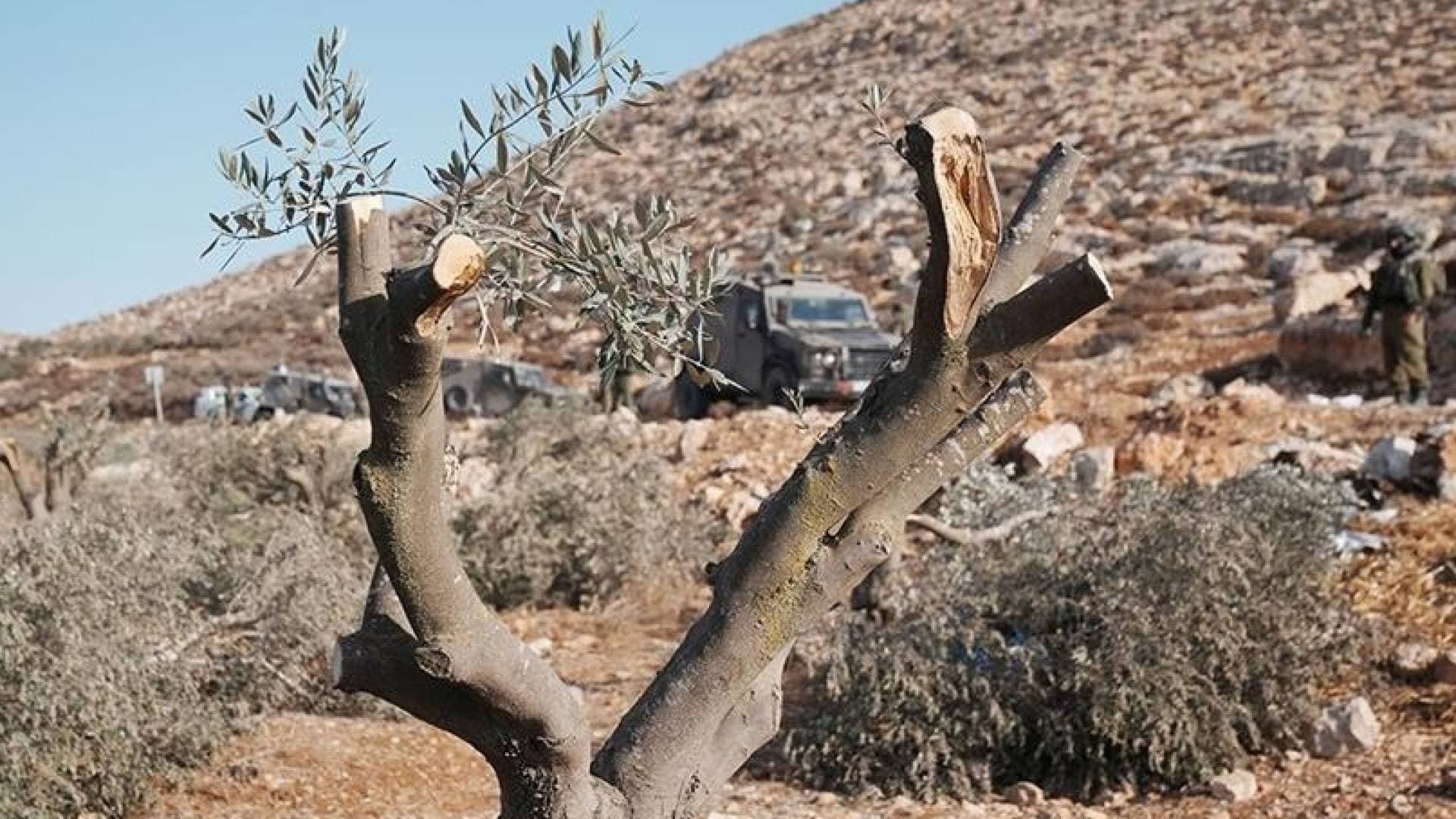 مستوطنون يقطعون 40 شجرة زيتون ويسرقون منازل في القدس