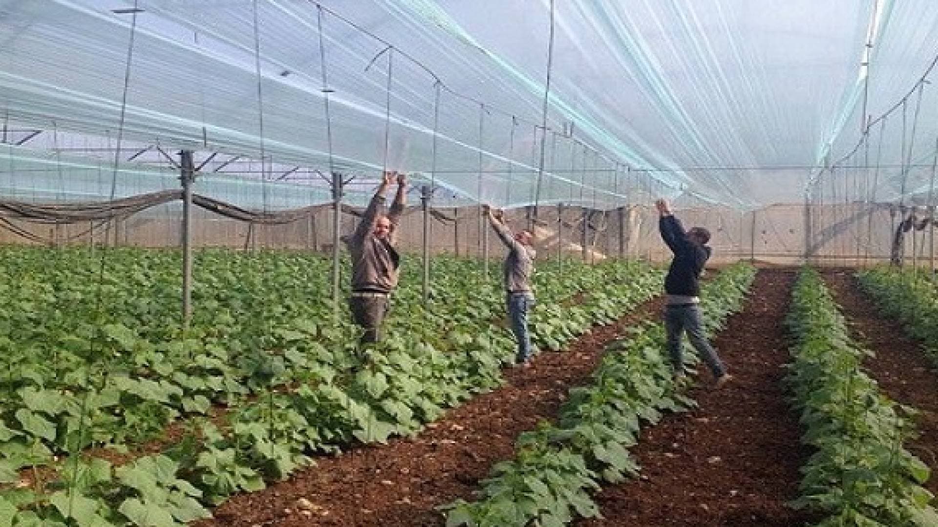 الزراعة: متابعة لحظية للطقس وإرشادات لحماية المزارعين والثروة الحيوانية