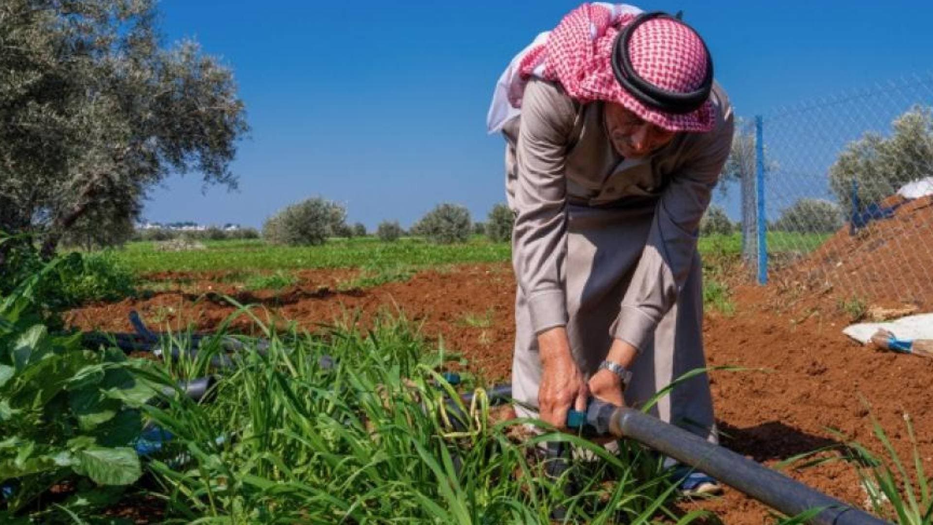 "الزراعة": الأردن يحقق تقدما ملموسا في مؤشرات الأمن الغذائي لعام 2025