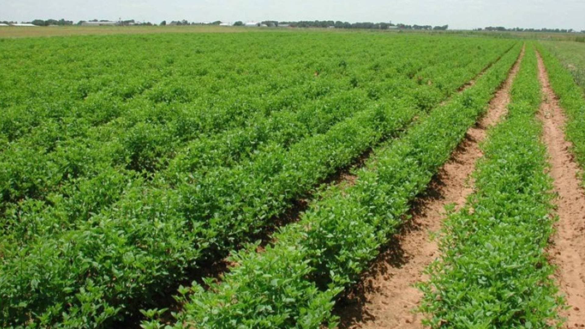 الأردن وسوريا يوقعان مذكرة تفاهم لتطوير سلاسل الإنتاج الزراعي والتصنيع الغذائي