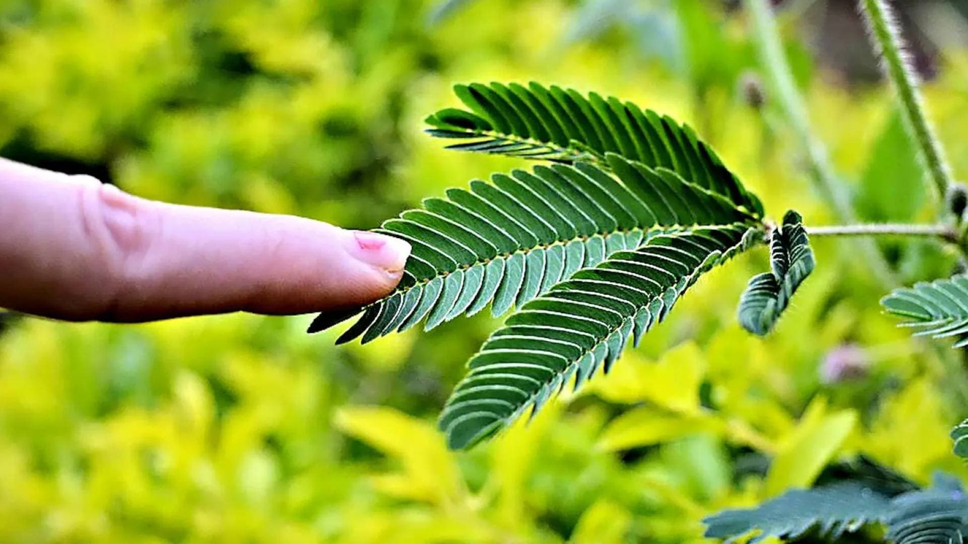 بلا عقل أو جهاز عصبي.. كيف تتبع جذور النباتات أصوات المياه في الطبيعة؟