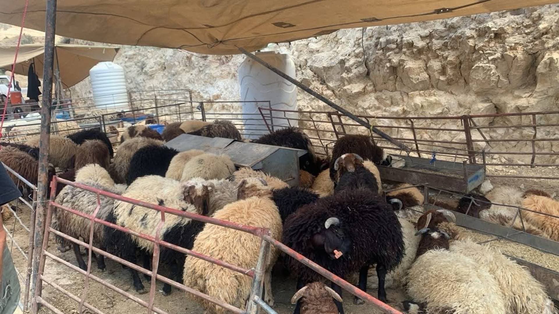 بلدية جرش الكبرى تكثف جولاتها الرقابية على حظائر الأضاحي لضمان السلامة العامة