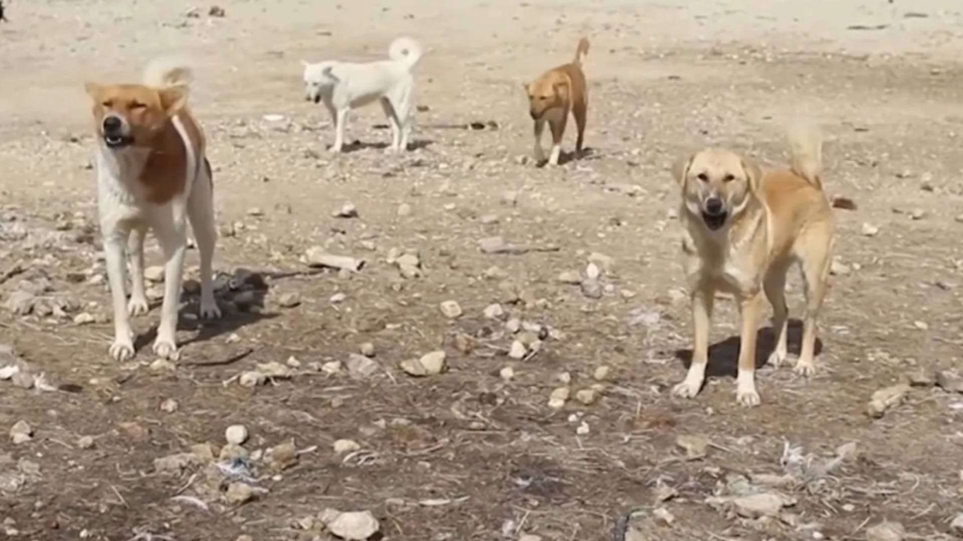 بالفيديو.. أزمة الكلاب الضالة في الزرقاء.. شكاوى السكان تتصاعد .. والإدارة المحلية تعتمد "بنادق التخدير"