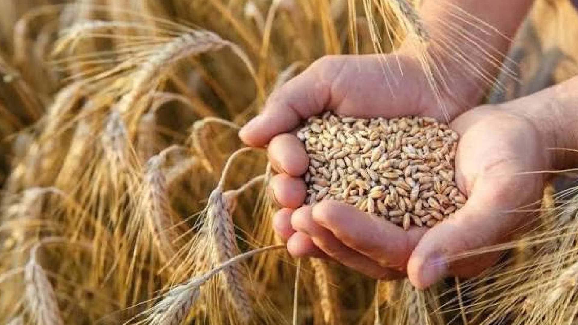 السعودية تطرح مناقصة لشراء 655 ألف طن من القمح