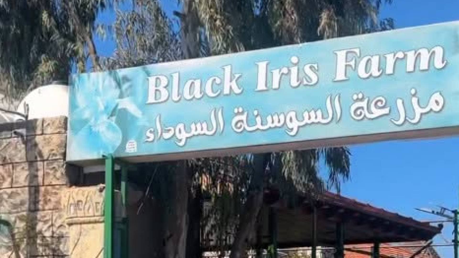 القضاء يلزم السوسنة السوداء بكفالة 5 آلاف دينار ويقرر وقف إغلاقها مؤقتا