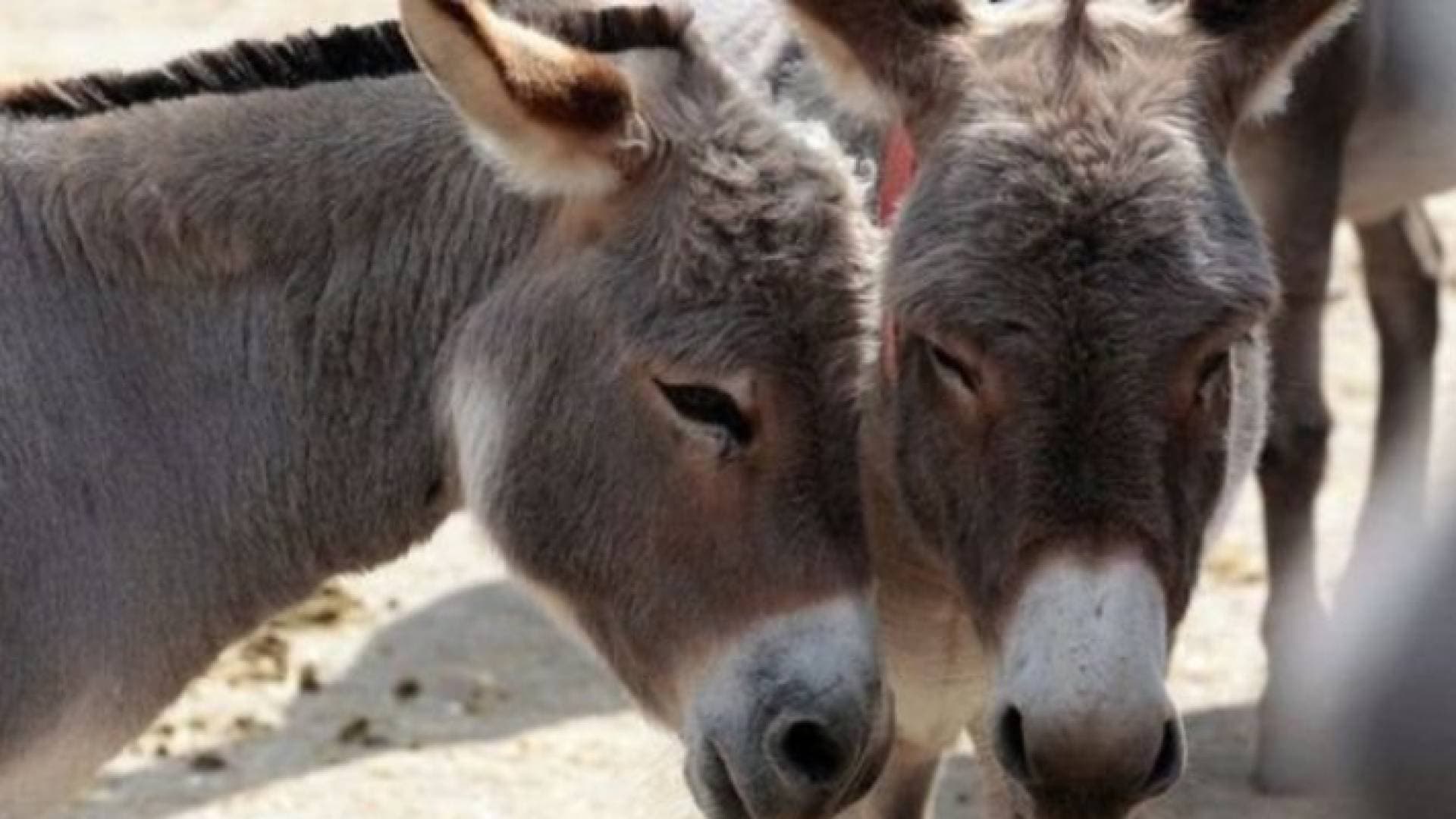 بيان من وزارة الزراعة حول انقراض حمير "الأردن"