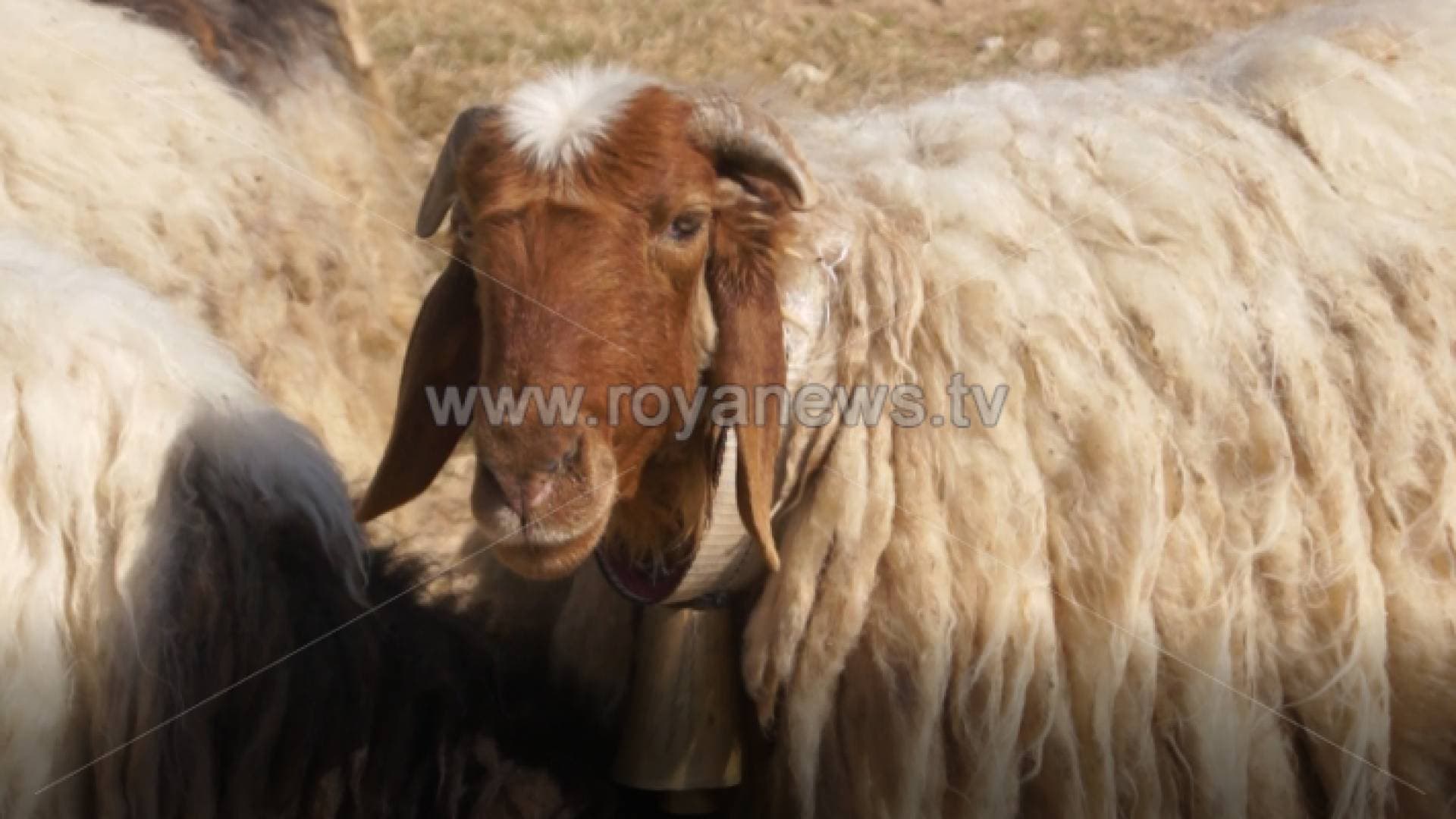 ارتفاع اعداد مواليد الاغنام في الأردن