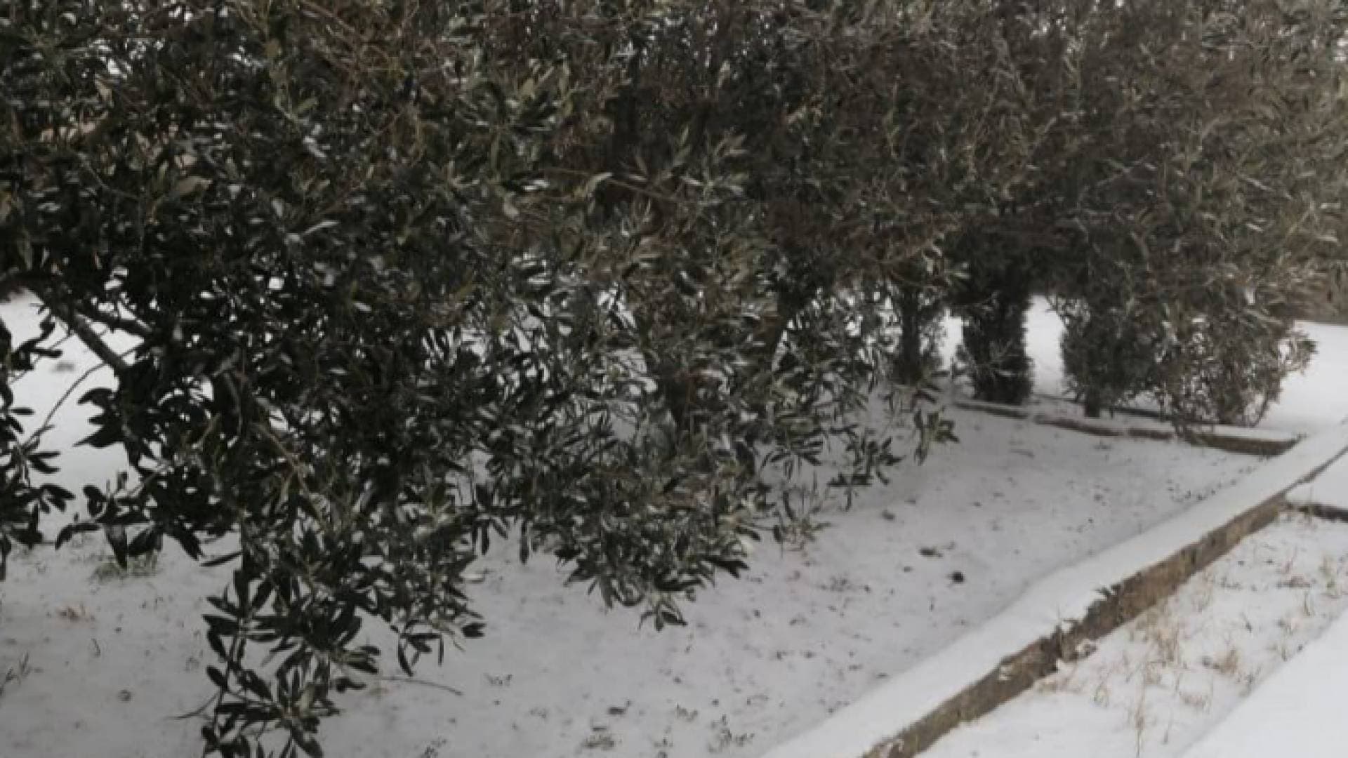 تساقط الثلوج في جنوب الأردن.. فيديو وصور