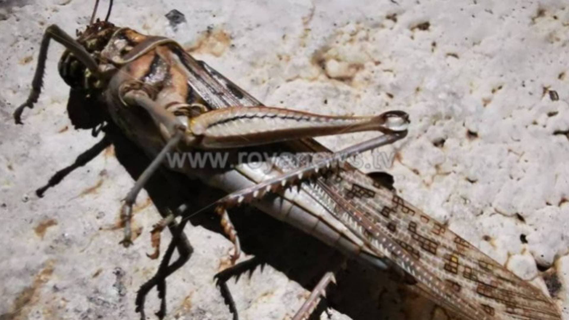 وزير الزراعة يحذر من كارثة إنسانية وغذائية بسبب الجراد