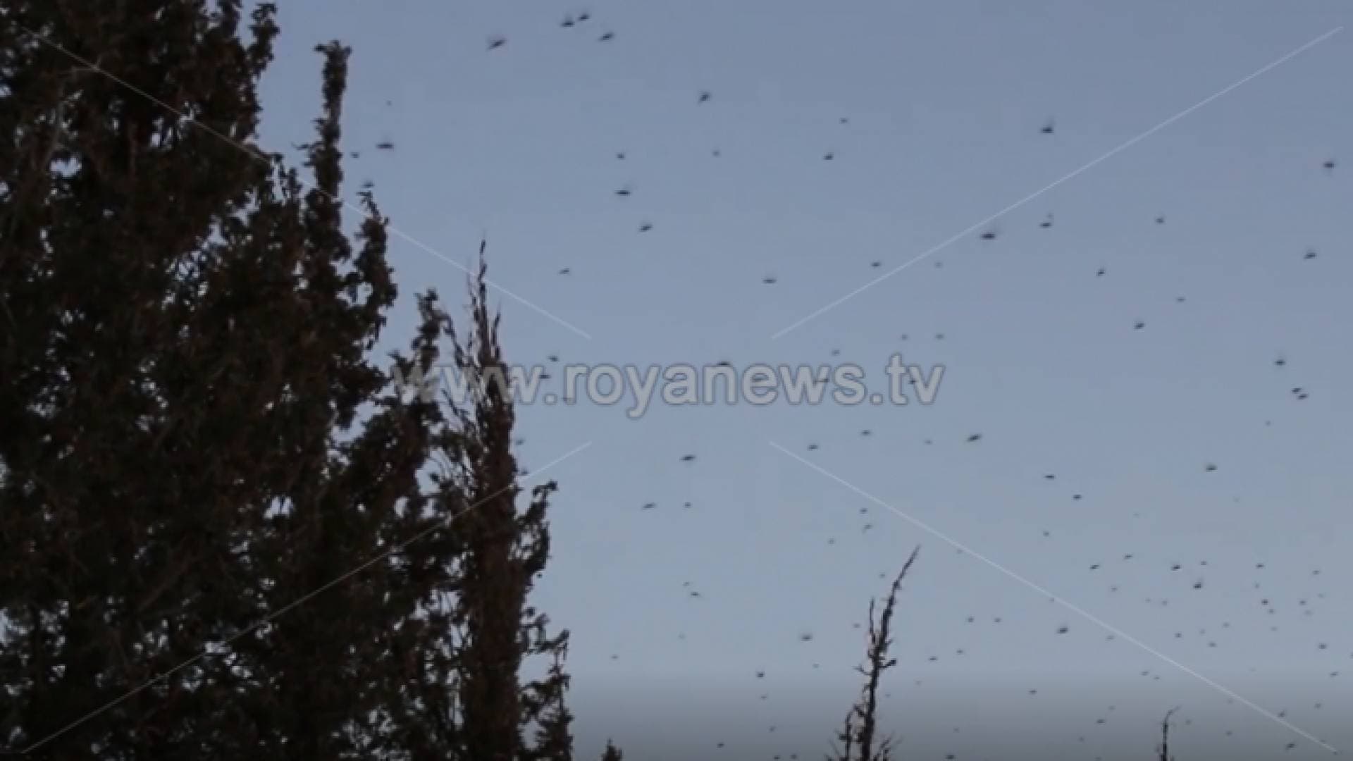 طقس العرب يصدر توقعاته حول حركة الجراد خلال الساعات القادمة