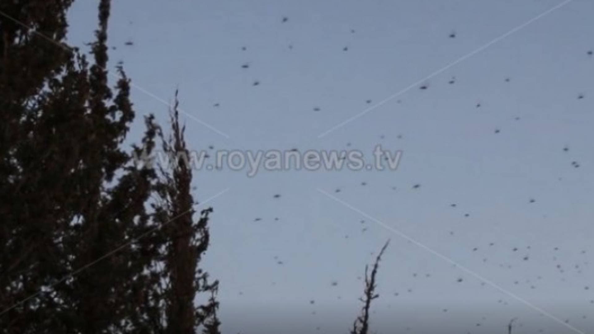 الزراعة: تهديد الجراد للأردن ما زال قائما