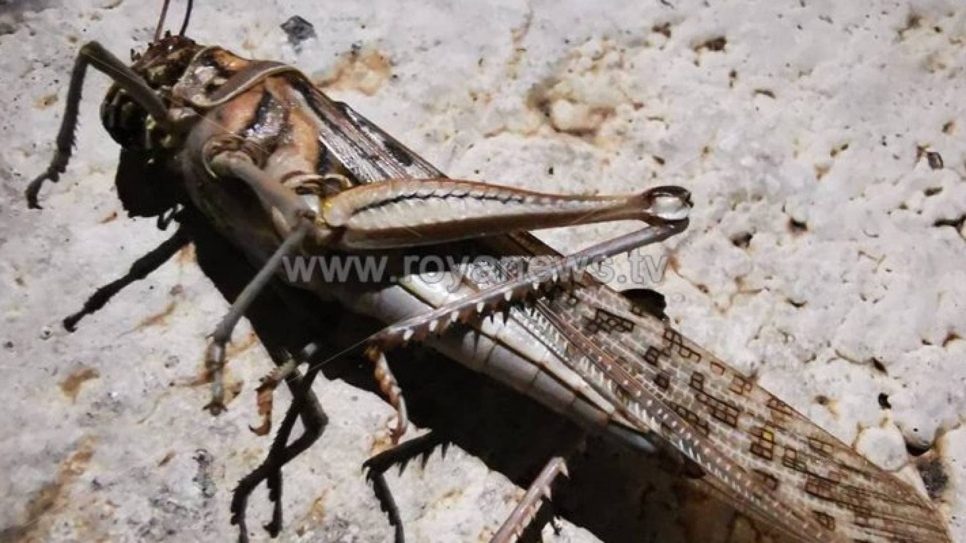 الزراعة: العقبة قد تكون الحاضنة والموقع الأول للجراد الصحراوي