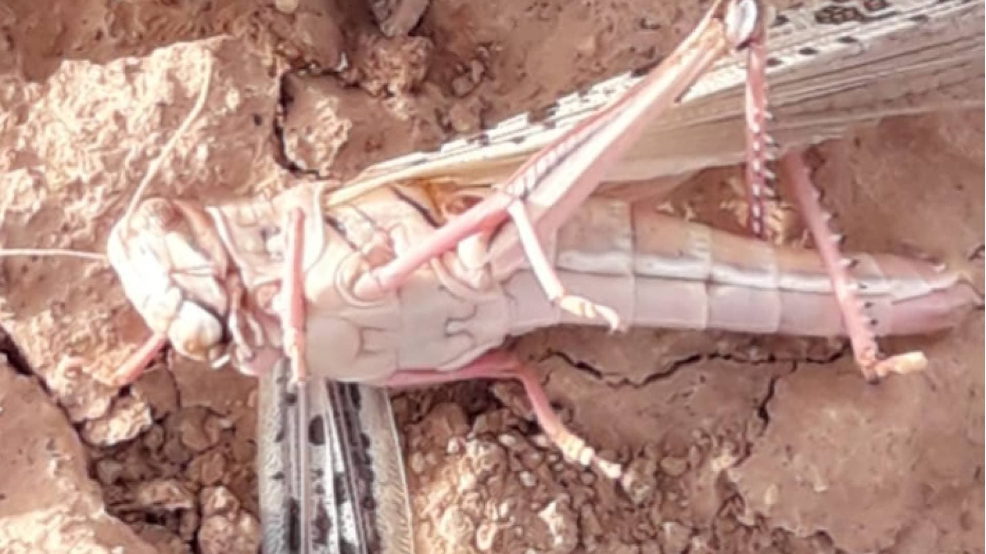 وصول كميات محدوده من الجراد الى الأردن - صور وتفاصيل