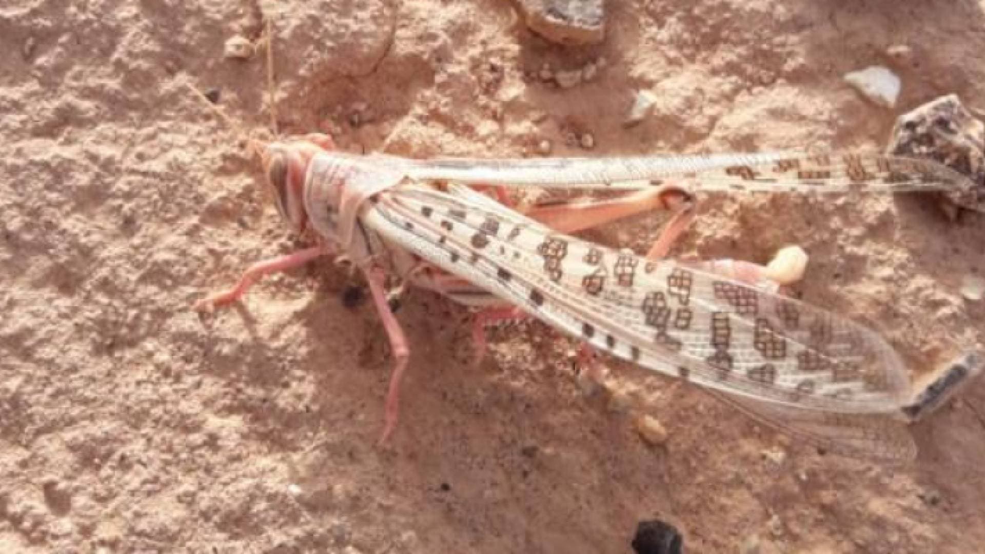 بيان من الزراعة حول الجراد الصحراوي الذي وصل "الرويشد"
