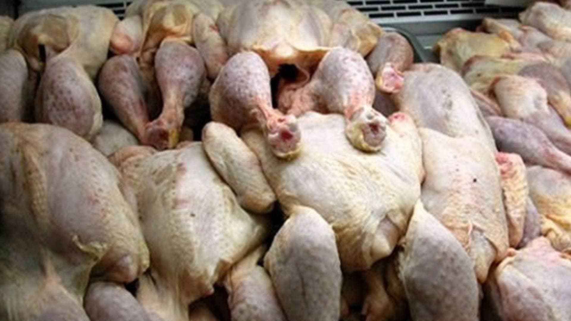 مصدر لـ "رؤيا": إتلاف كميات كبيرة من الدجاج الفاسد في صافوط - فيديو