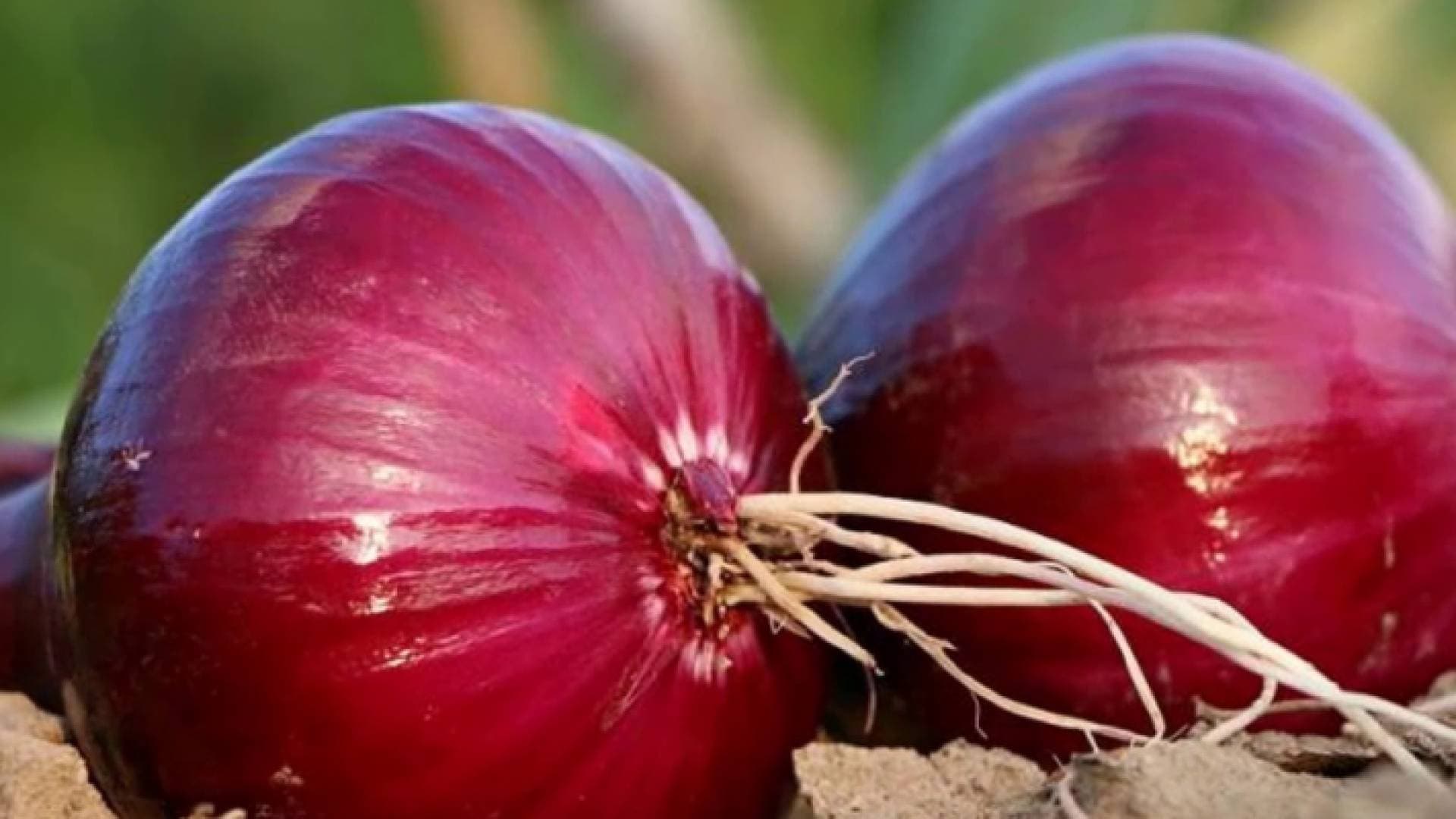 الغذاء والدواء الأمريكية تتهم البصل الأحمر بنشر فيروس السالمونيلا في 30 ولاية