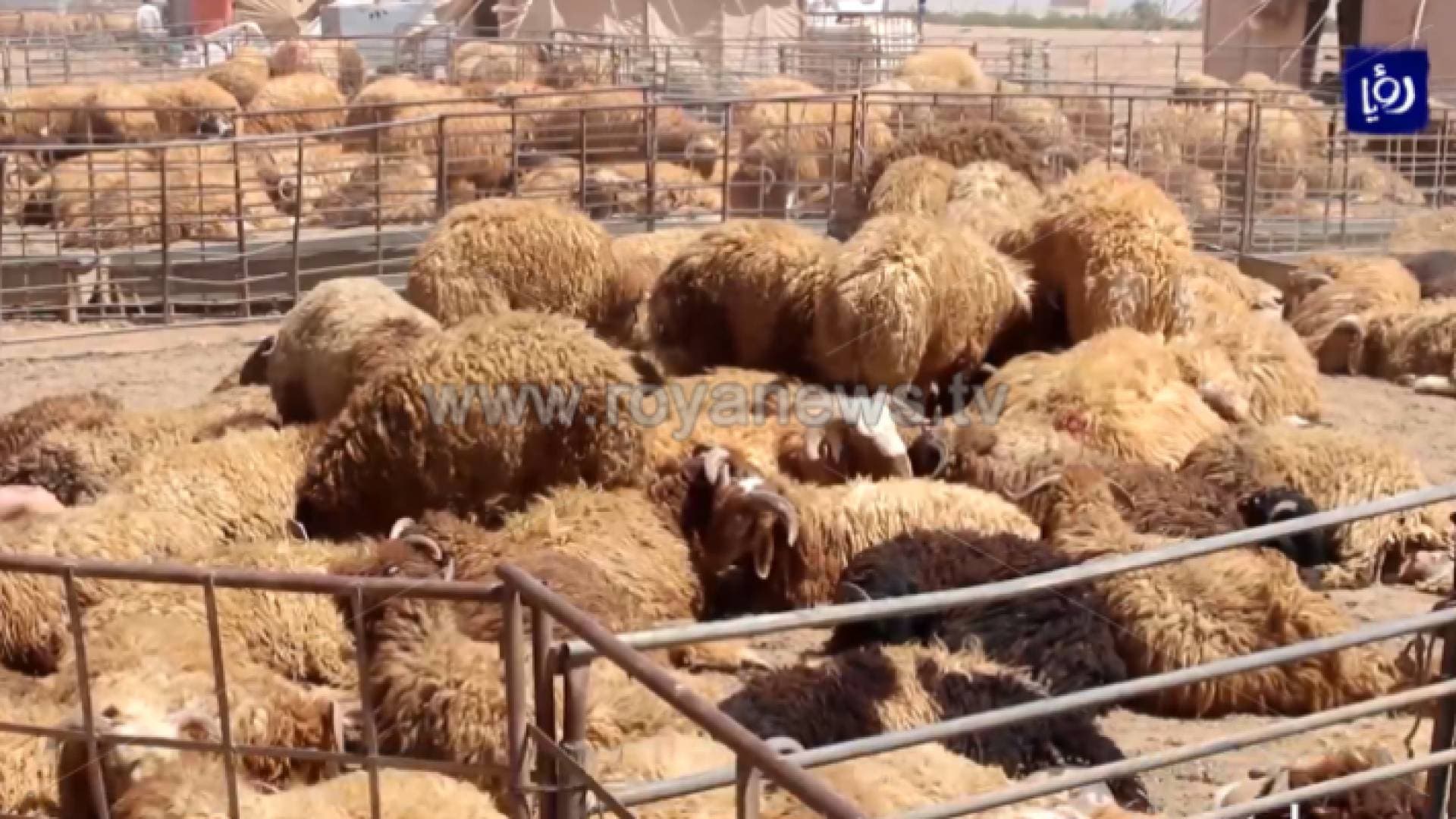 الأمانة تستعد لإعادة مواقع بيع الأضاحي الى ما كانت عليه قبل العيد