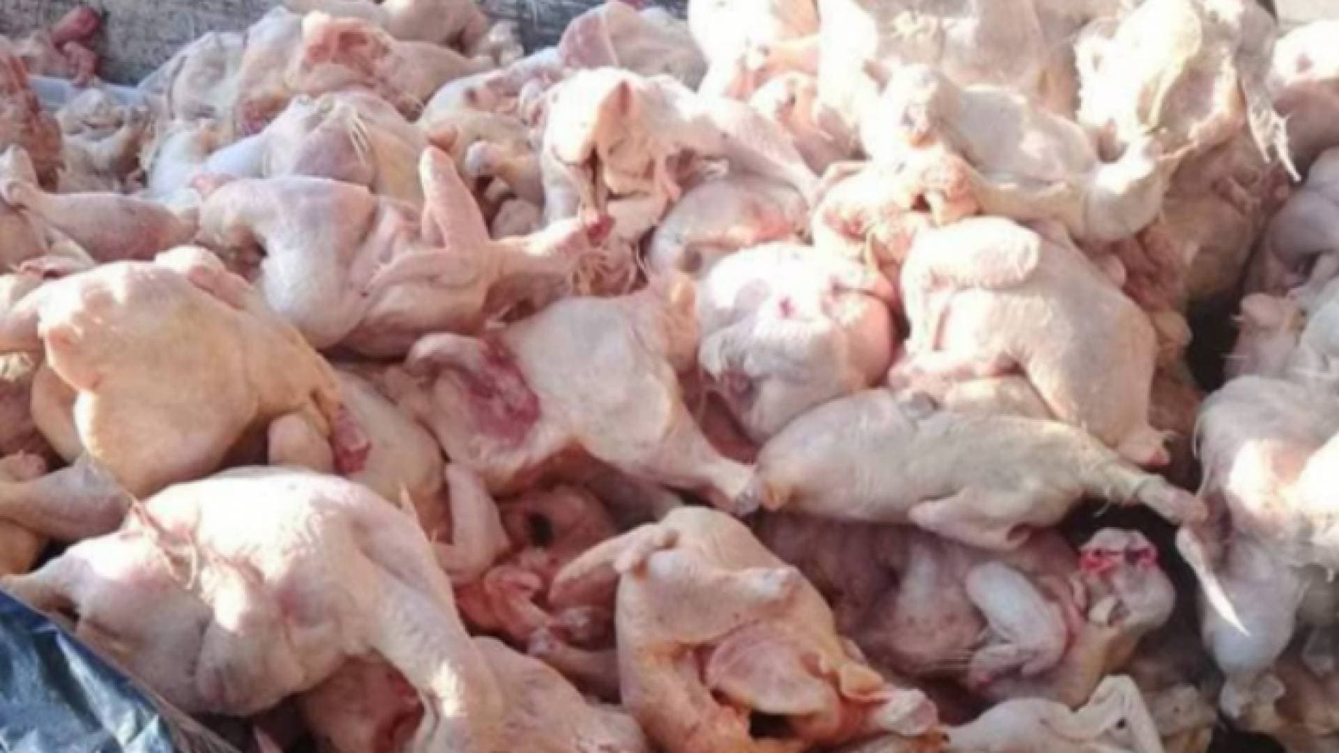 وزارة الزراعة تنفي استيراد الأردن دواجن فاسدة من أوكرانيا