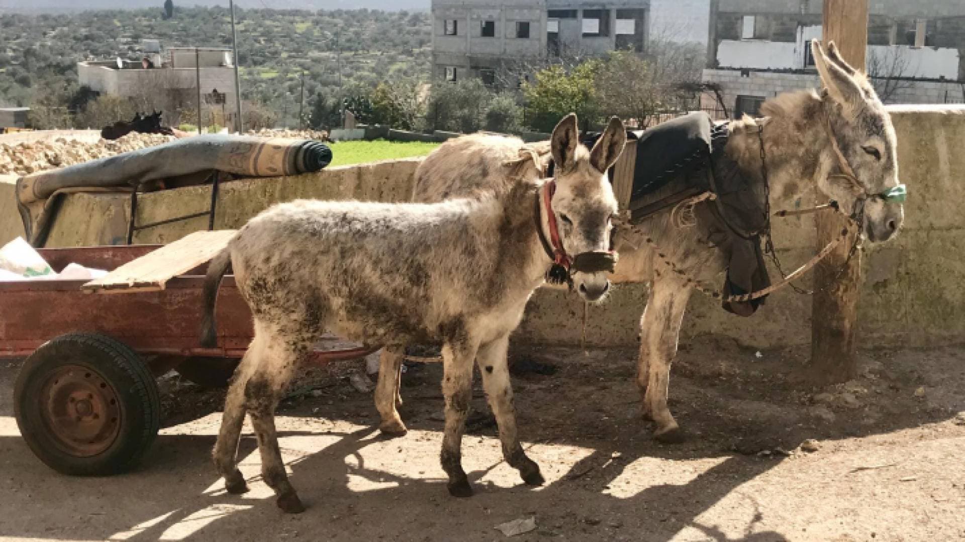 أول مأوى لمعالجة الحمير وتغيير الصورة النمطية عنها في فلسطين.. فيديو