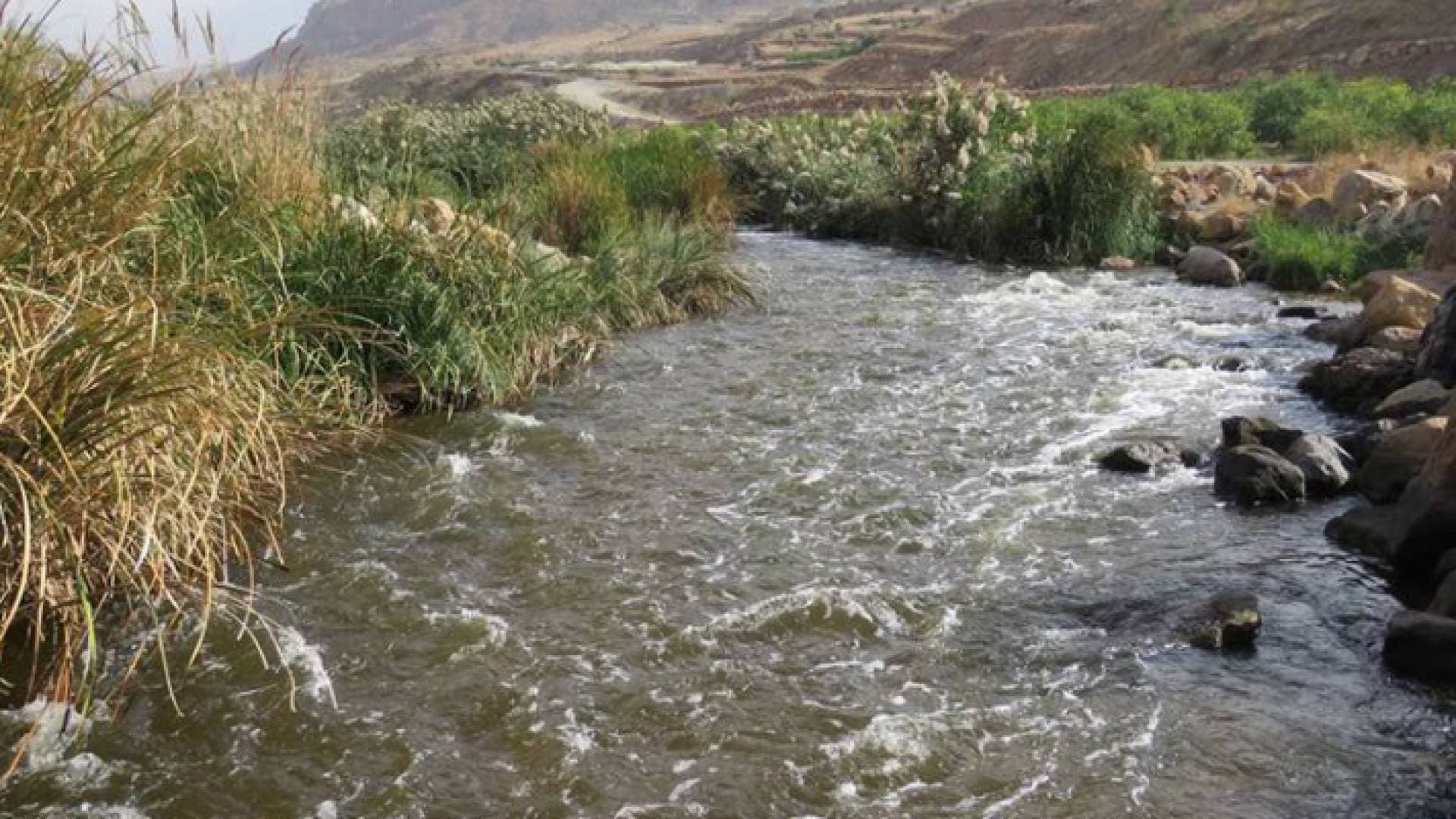 مشروع قيد البحث لزراعة أشجار الكولونيا على ضفاف سيل الزرقاء - فيديو