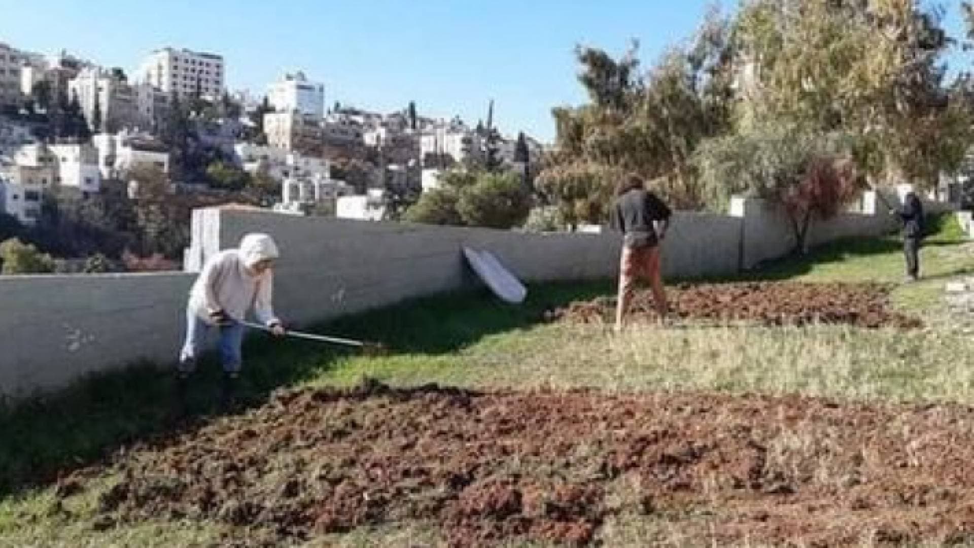 أهالي في جبل اللويبدة يحرثون أرضهم ويزرعونها قمحا.. صور
