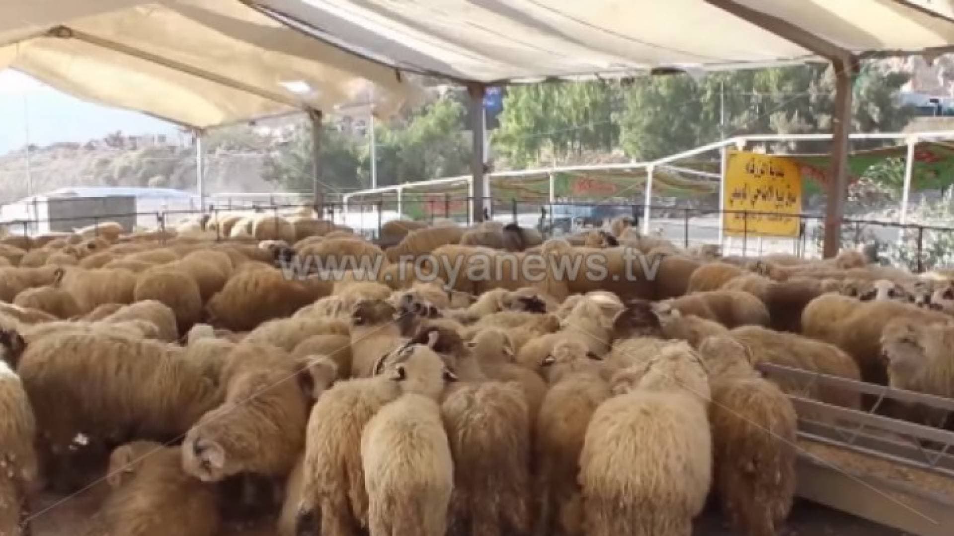 السفينة الجانحة تسببت بتأخر وصول بواخر للأردن تحمل أغنام وعجول