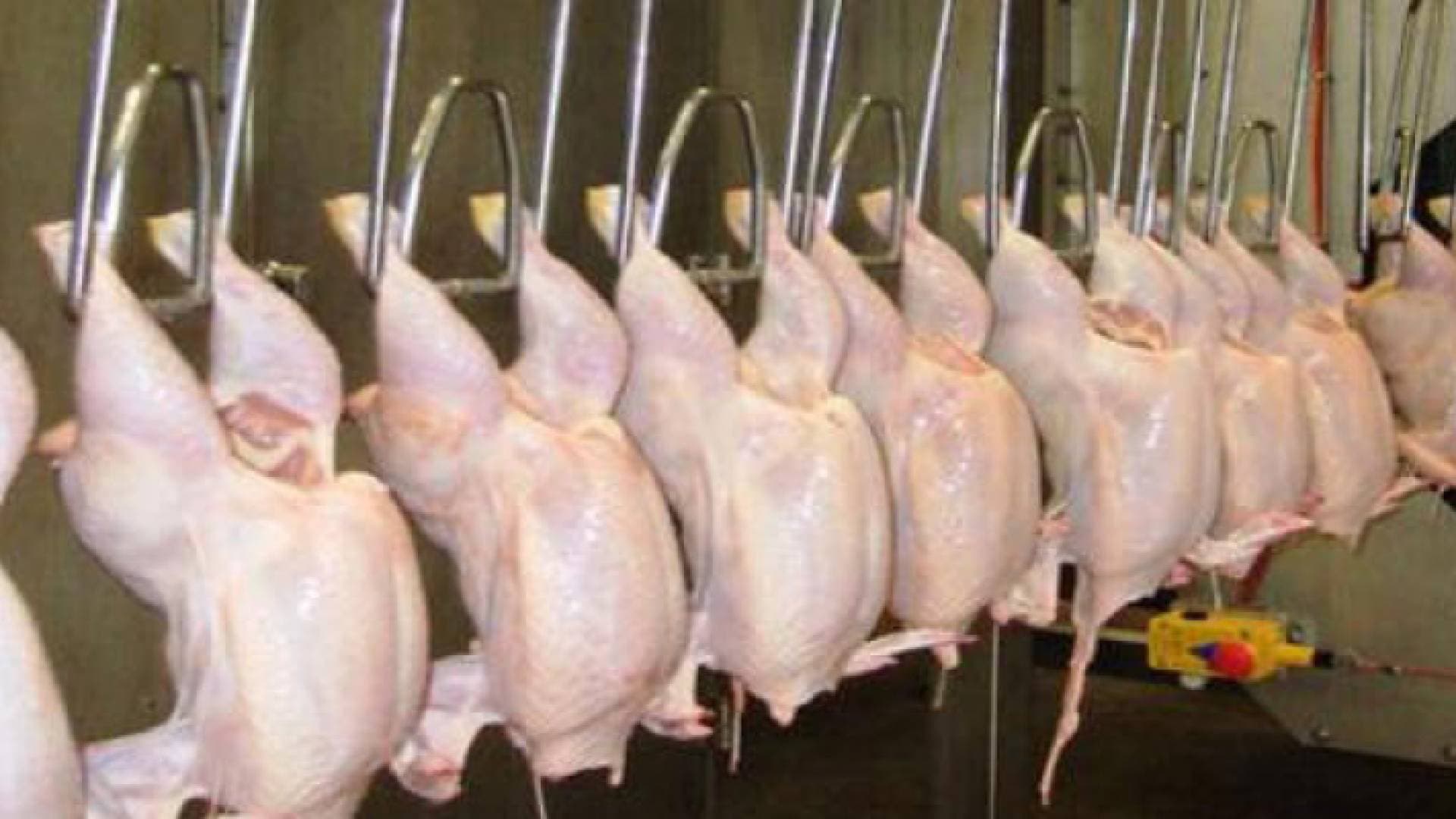 مستثمرو الدواجن والأعلاف: لا ممارسات احتكار في القطاع