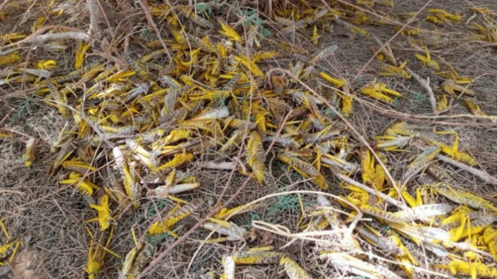 "الزراعة" تتحدث عن دخول الجراد إلى الكرك وغور الصافي.. فيديو