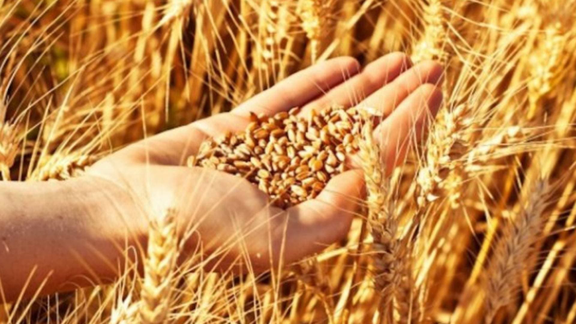 الحكومة ترفع سعر طن القمح والشعير ٥٠ دينارا