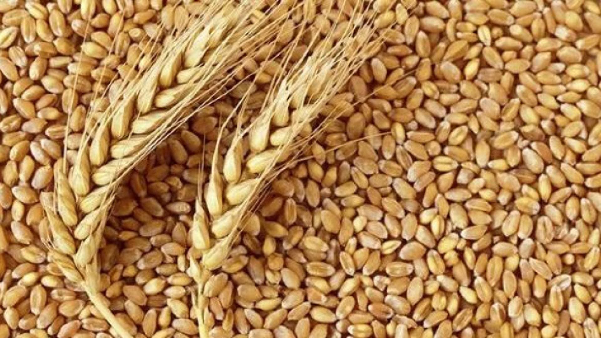رفع سعر القمح والشعير ٥٠ دينارا للطن