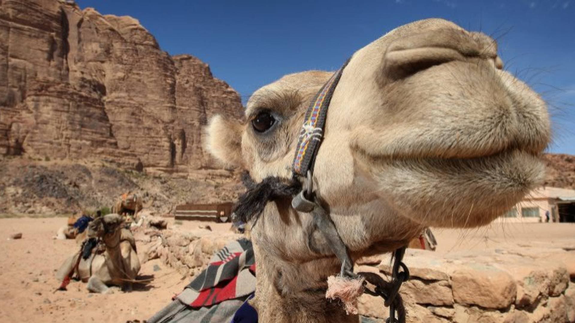 تفاصيل دليل عمل المخيمات السياحية بخطة الفتح التدريجي في الأردن