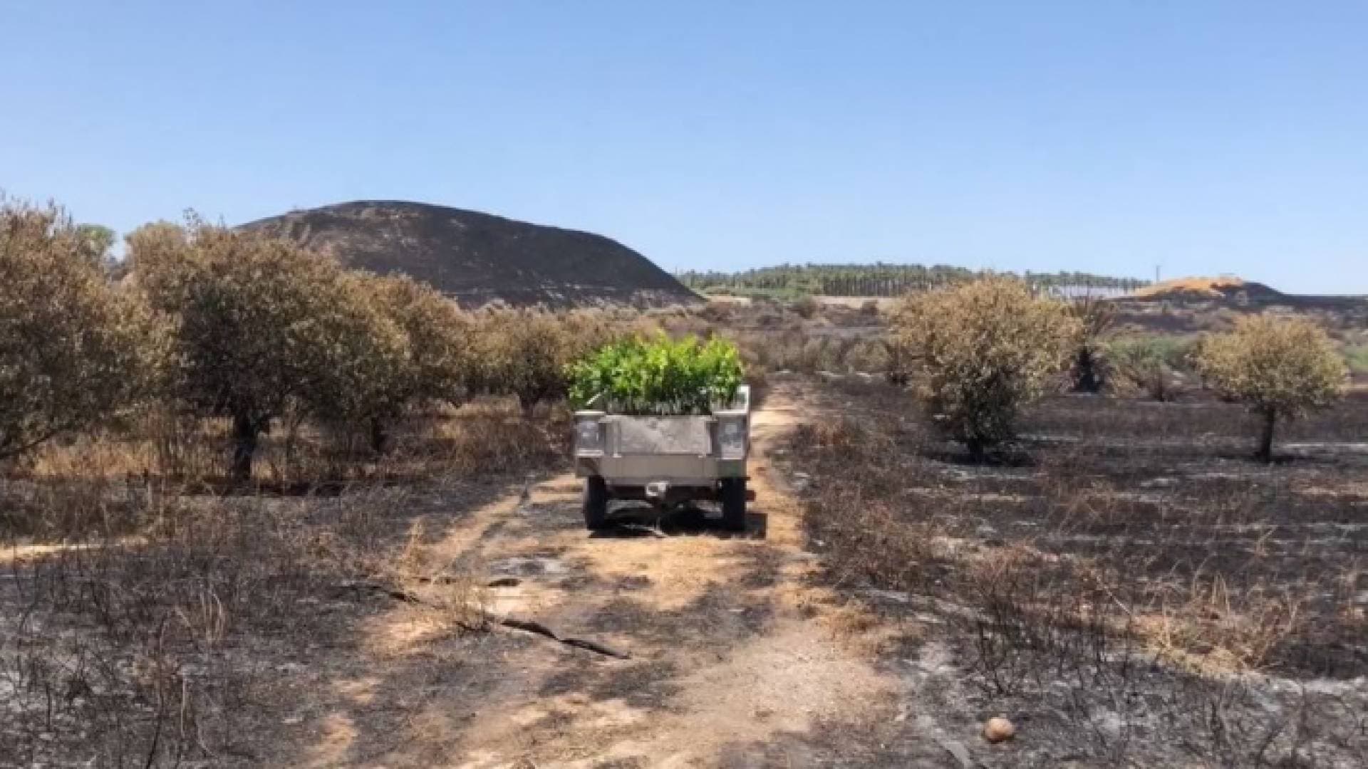 هذا ما فعلته الحرائق الممتدة من الأراضي الفلسطينية المحتلة إلى الأردن - فيديو