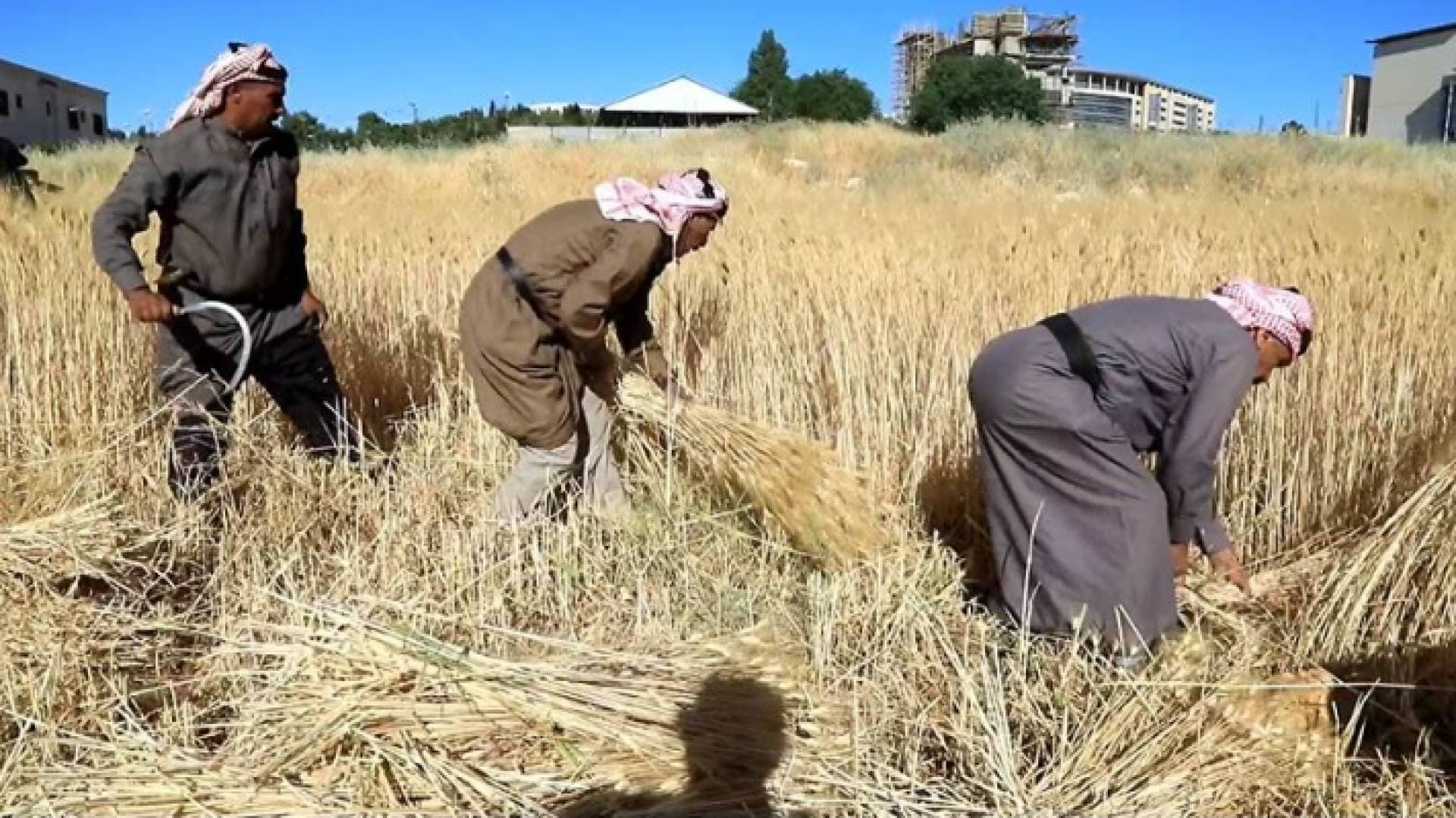على أنغام الدحية والرقصات التراثية.. الحصادون في عمان يحصدون القمح - فيديو
