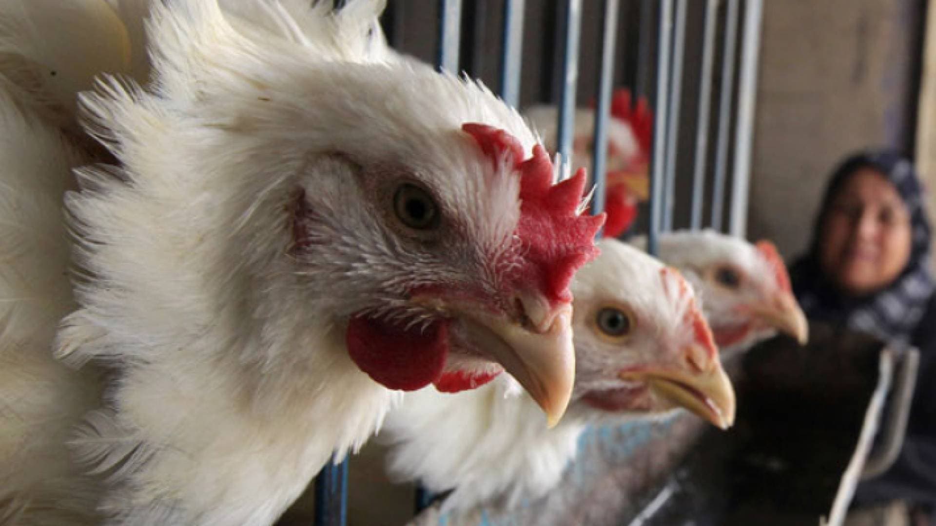 صلاح صبرة يكشف سبب ارتفاع أسعار الدجاج في الأردن - فيديو