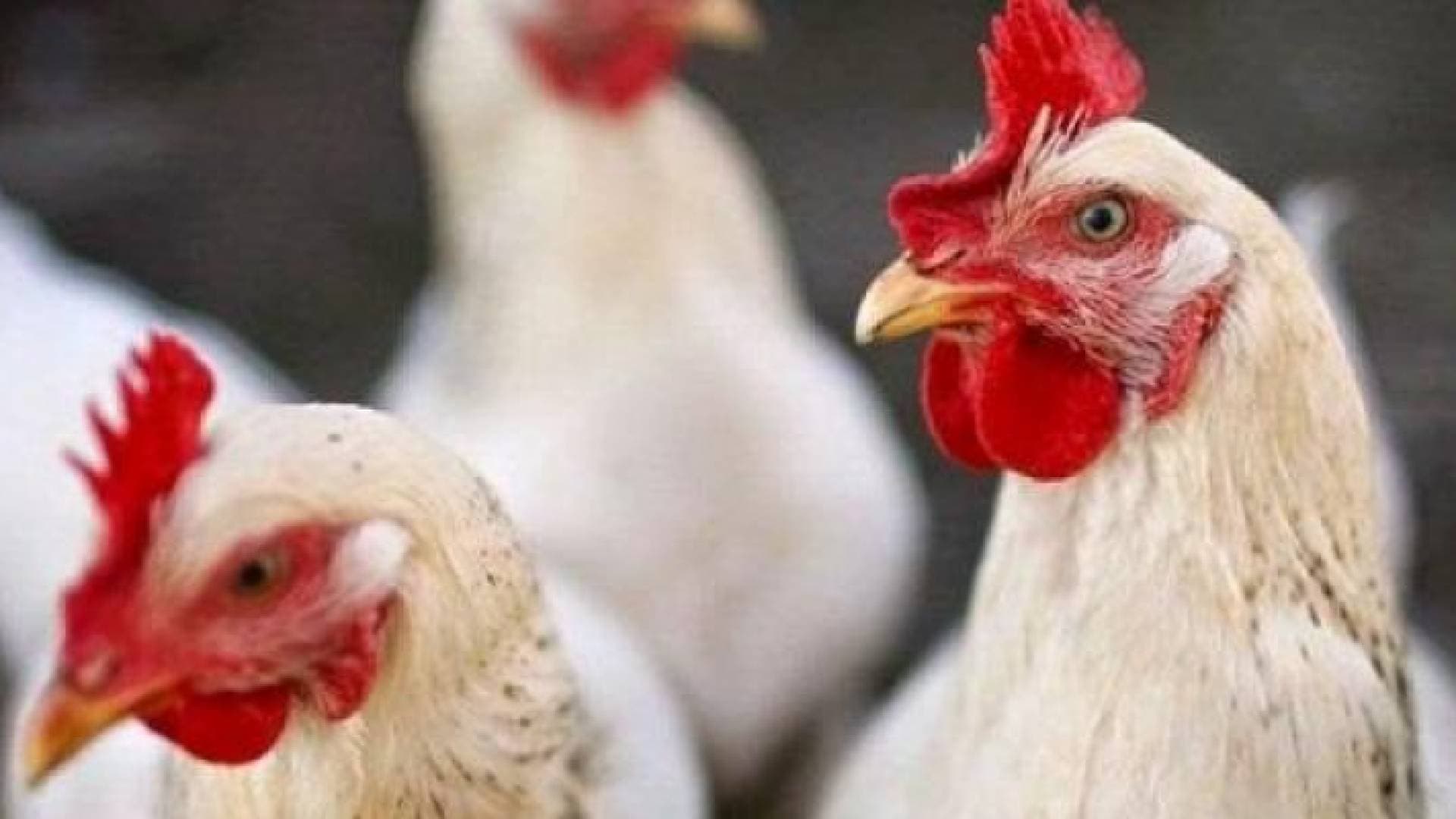 #الغاء_السقوف_السعرية يتصدر ترند الأردن بعد قرار إلغائها