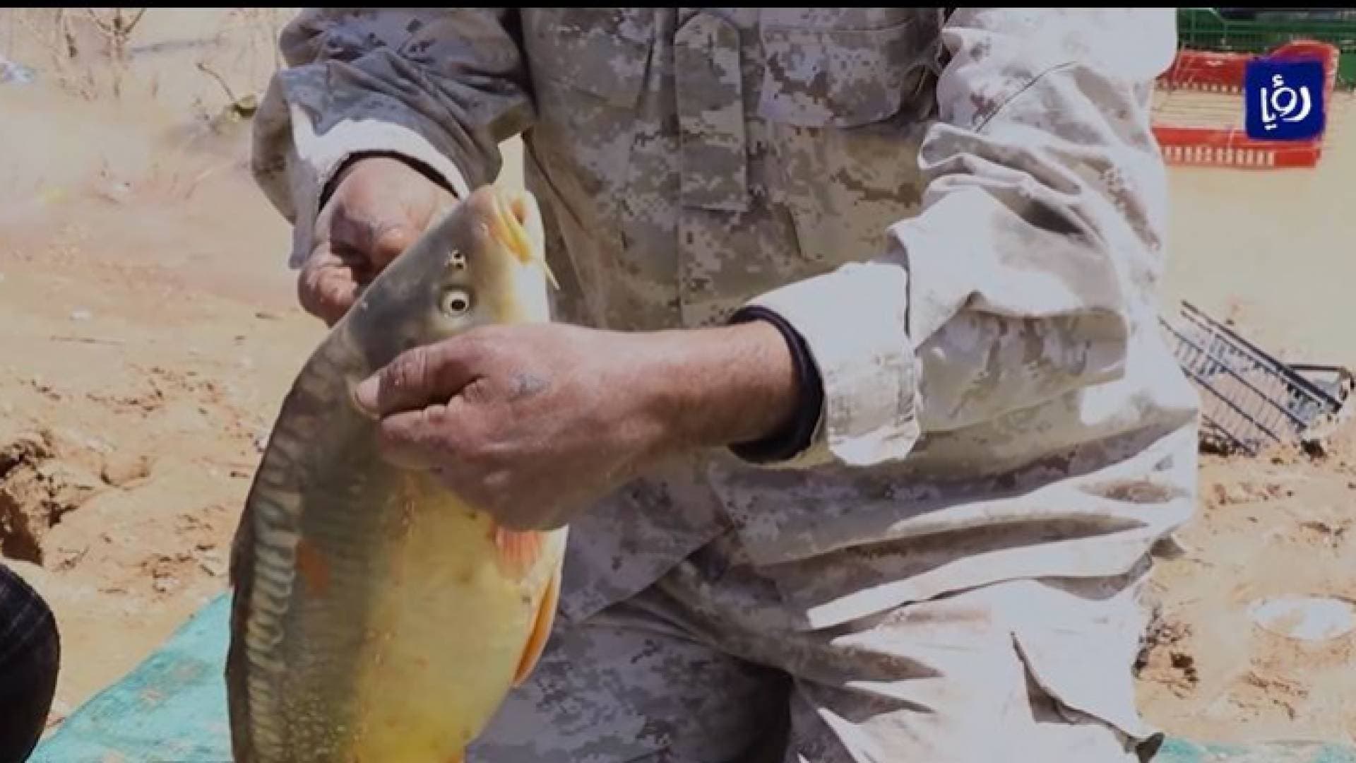 العثمان ينجح بتربية الأسماك في الظليل - فيديو