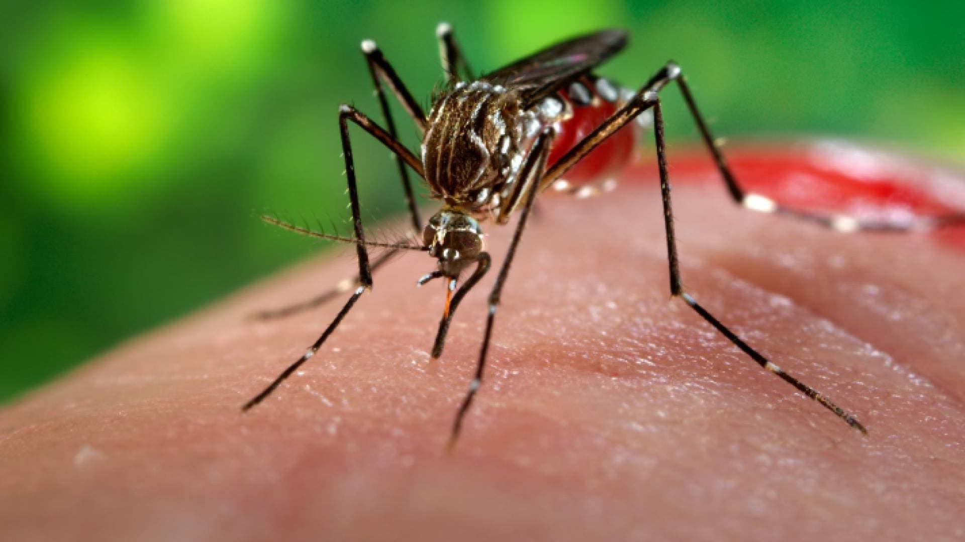 أ ف ب: الخبر عن تسرب بعوض ملقح بالفياغرا من مختبر صيني غير صحيح