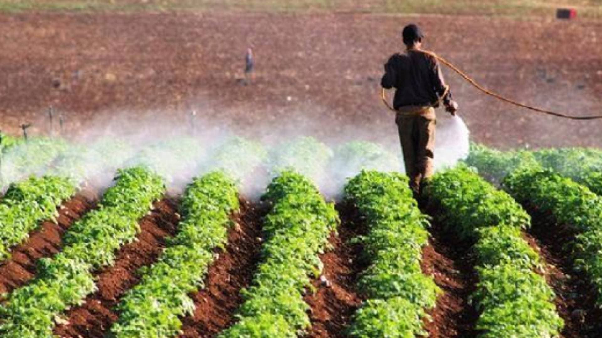 دعوات لتنظيم ري المزروعات في الأغوار الشمالية لمواجهة موجة الحر