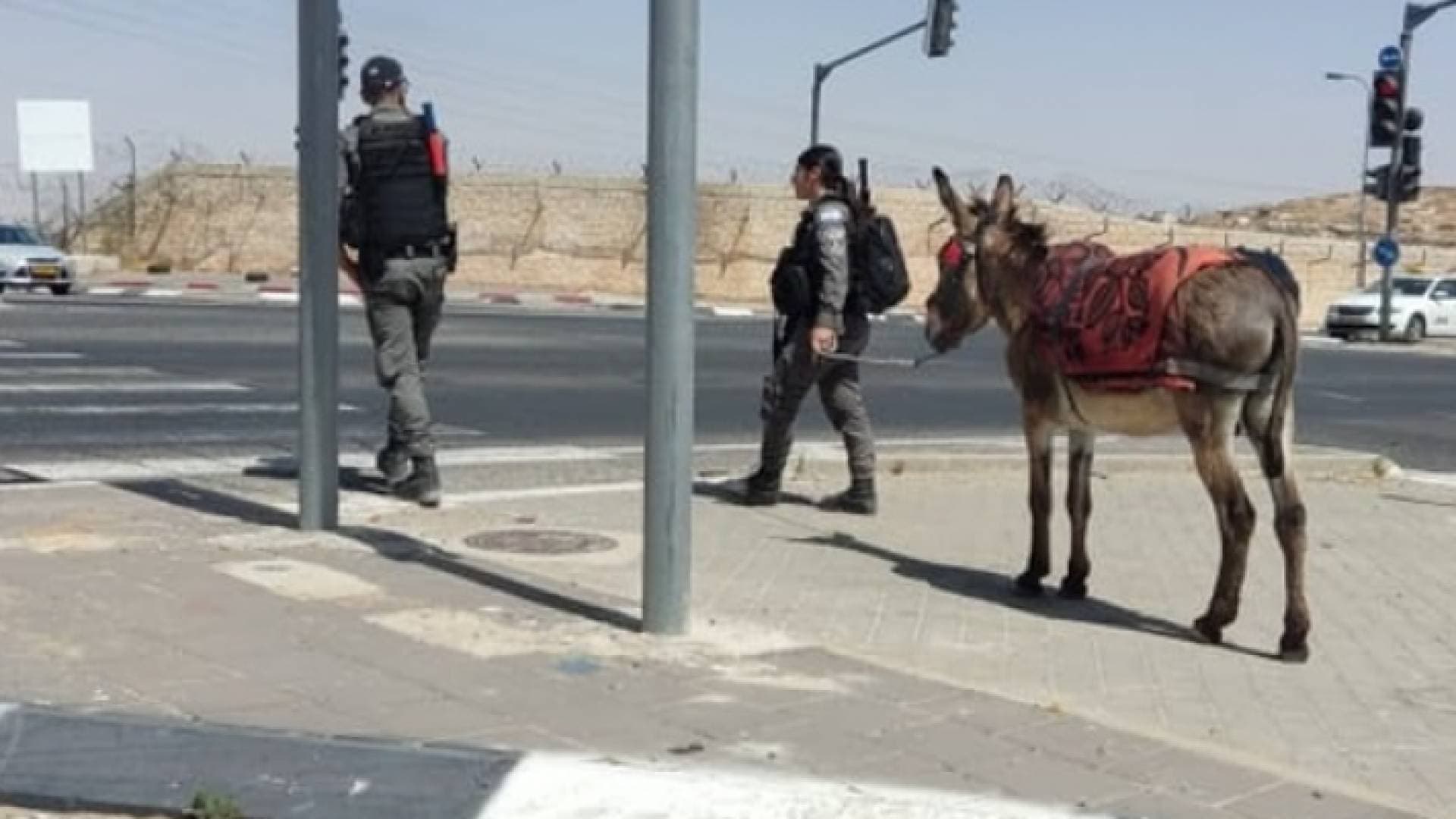 شرطة الاحتلال الإسرائيلي تصادر "حمارا" في القدس - صور