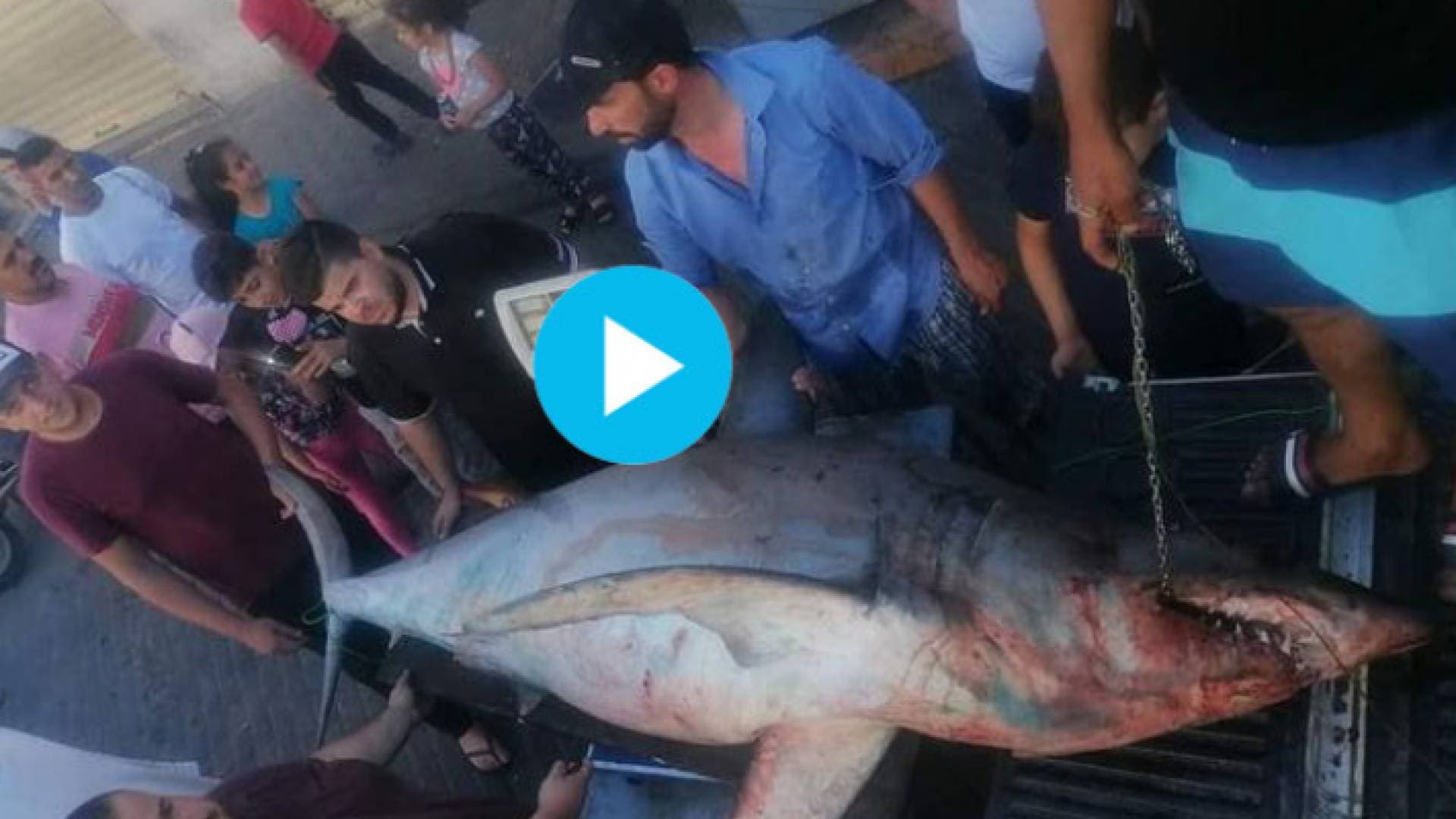 اصطياد سمكة قرش بوزن ٢٠٥ كيلو في خليج العقبة.. فيديو