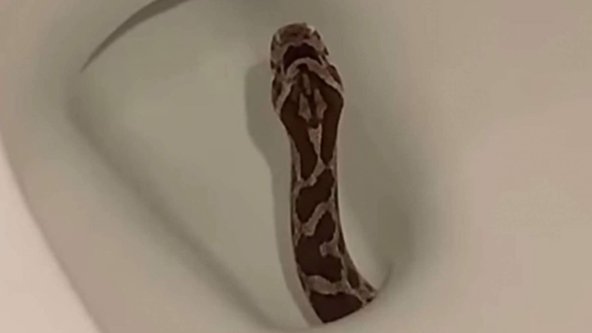 ثعبان يباغت مواطنا نمساويا بعضة وهو جالس على المرحاض
